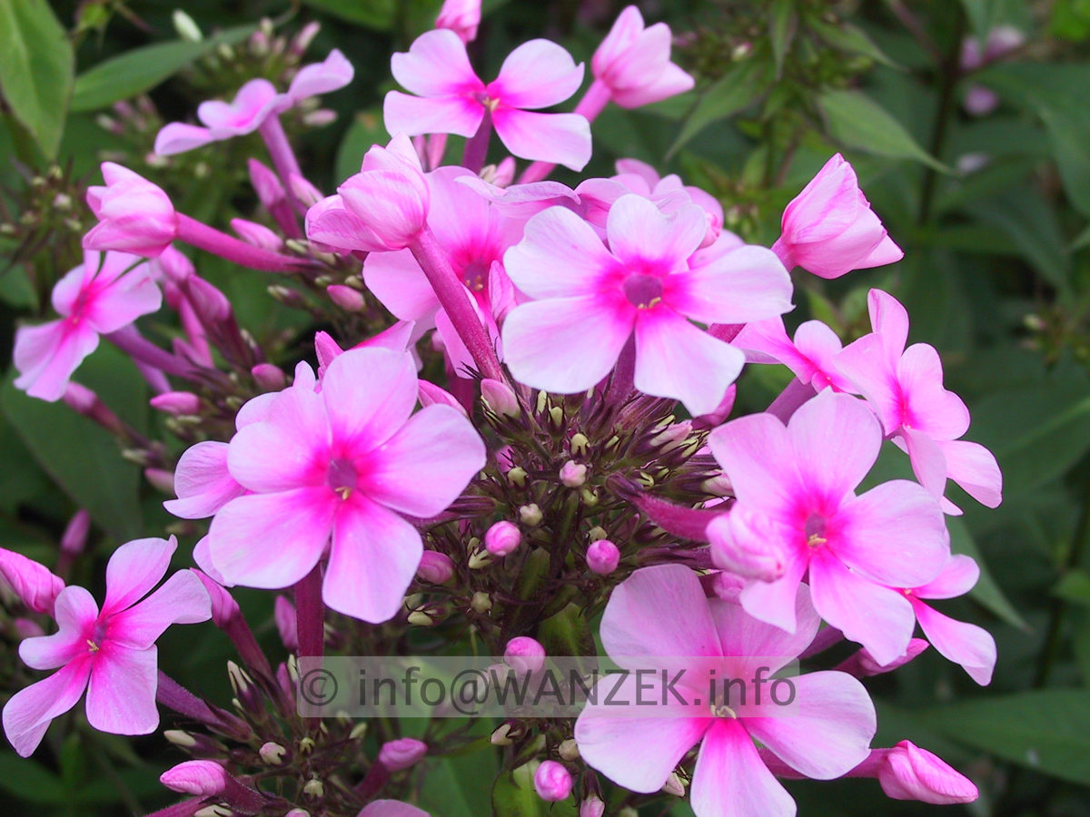 Phlox paniculata Flamingo.JPG